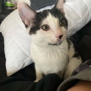 Meet your Posher, Tom